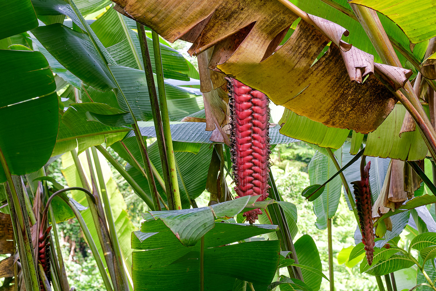 The vegetation reminds us that we are in a subtropical climate