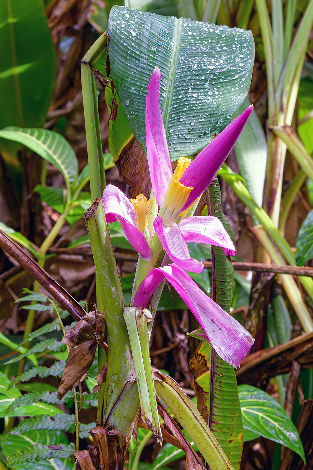 Gorgeous flowers beg to be photographed