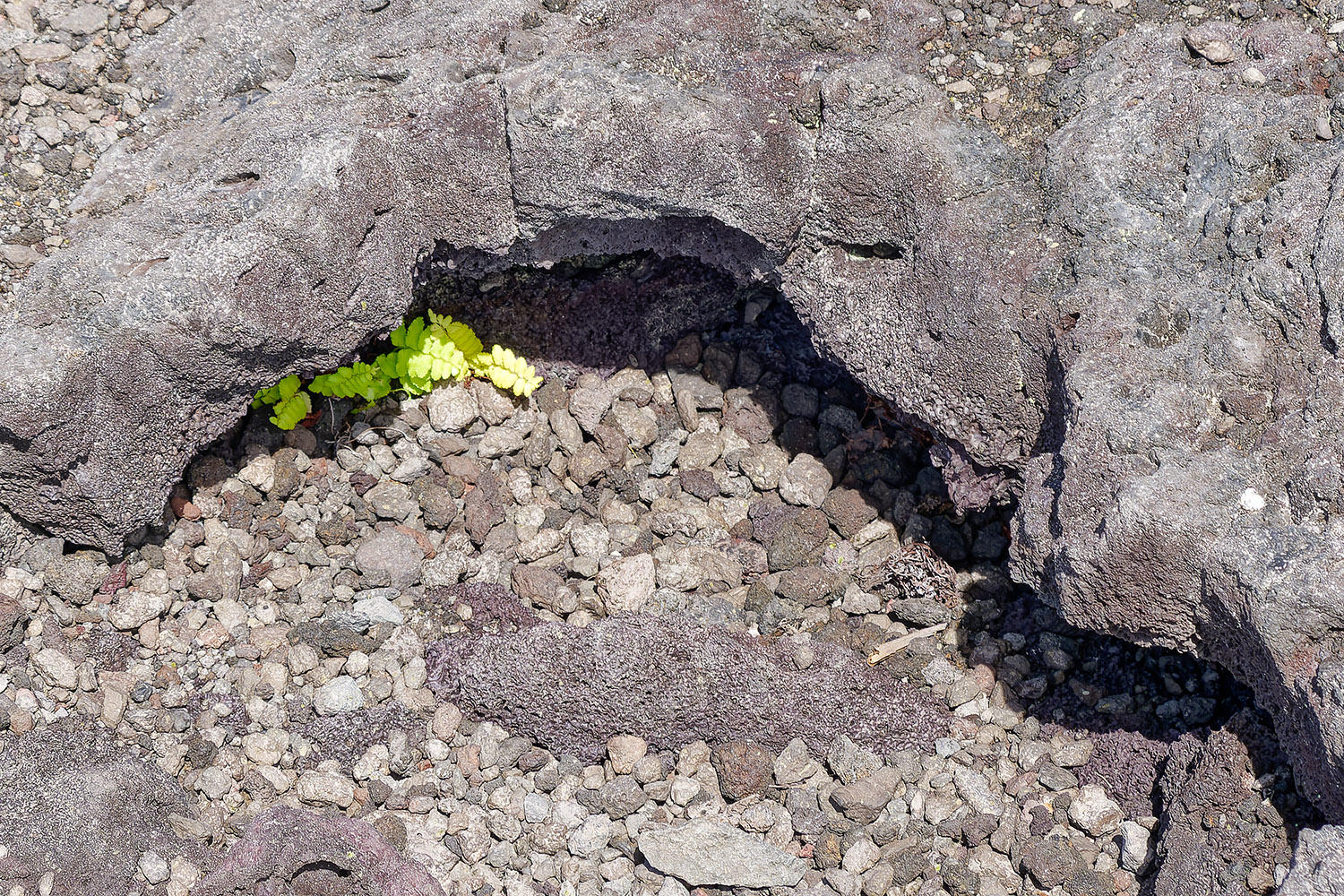 As early as one year after a lava flow, the first plants, usually ferns, appear
