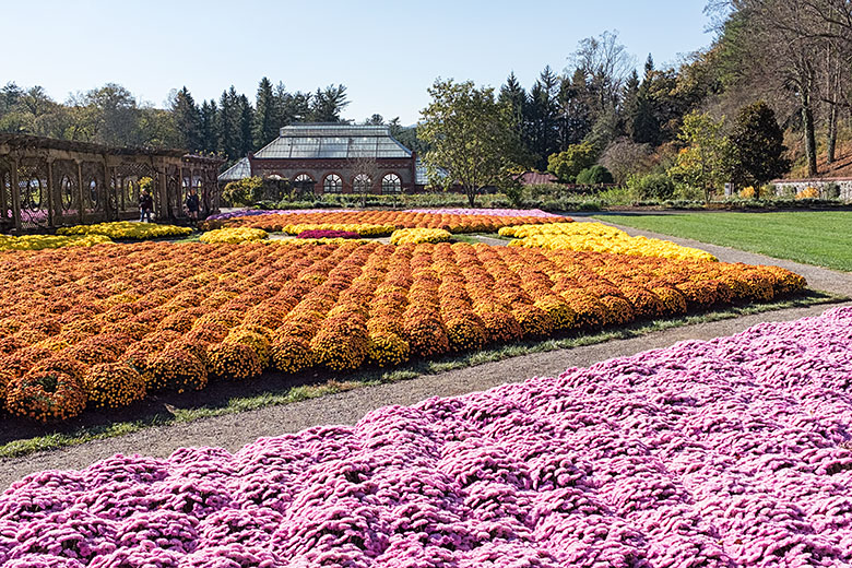 Looking toward the greenhouse