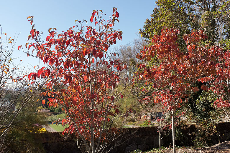 Fall colors