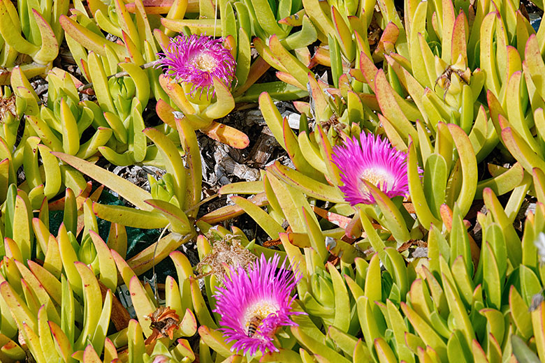 Thistles