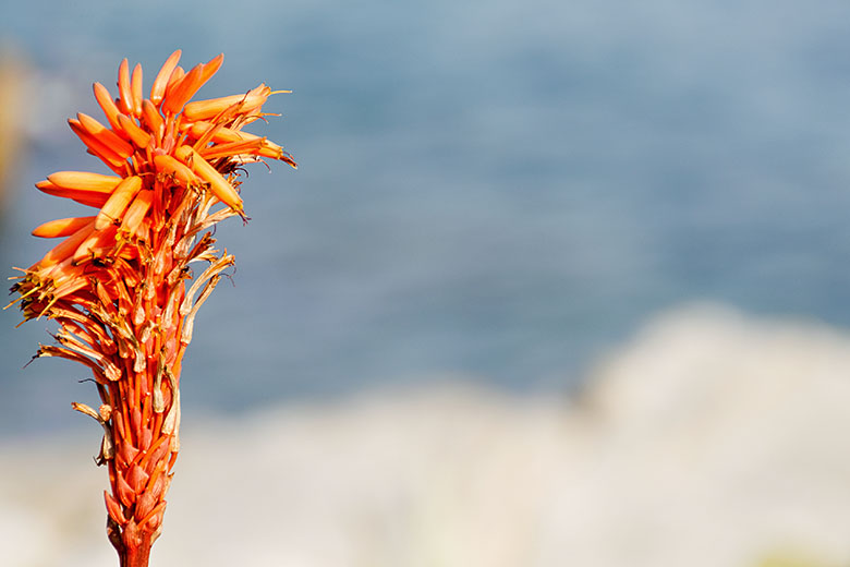 Aloe flower