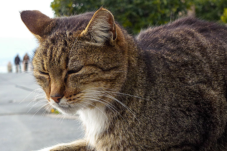 A cat that purrs in Italian