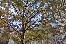 Tree near Columbus Circle