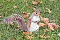 City Hall Park denizen