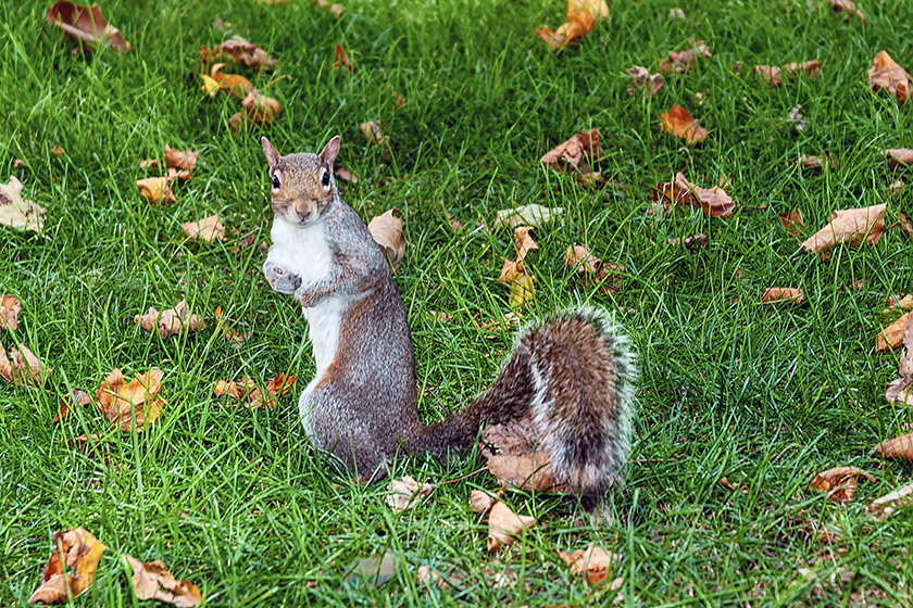 City Hall Park denizen