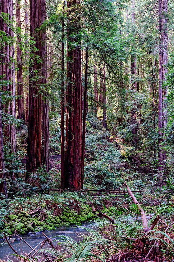 Along Redwood Creek