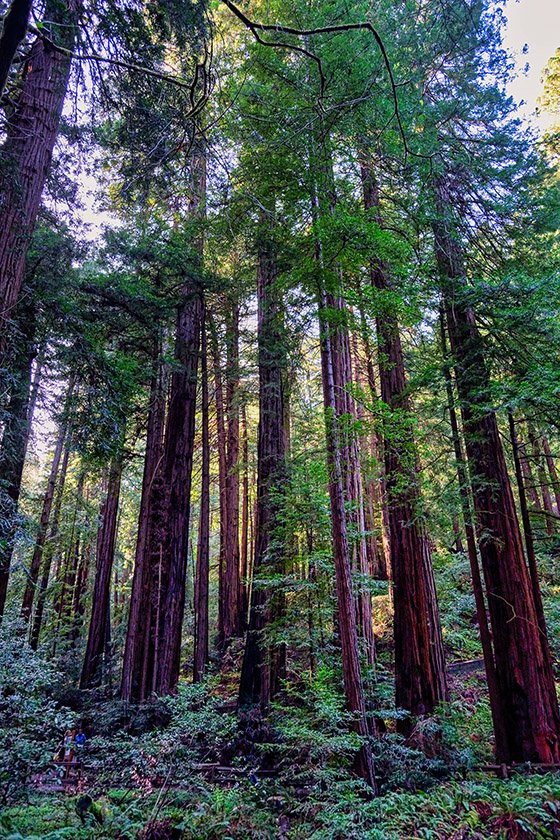 In Muir Woods