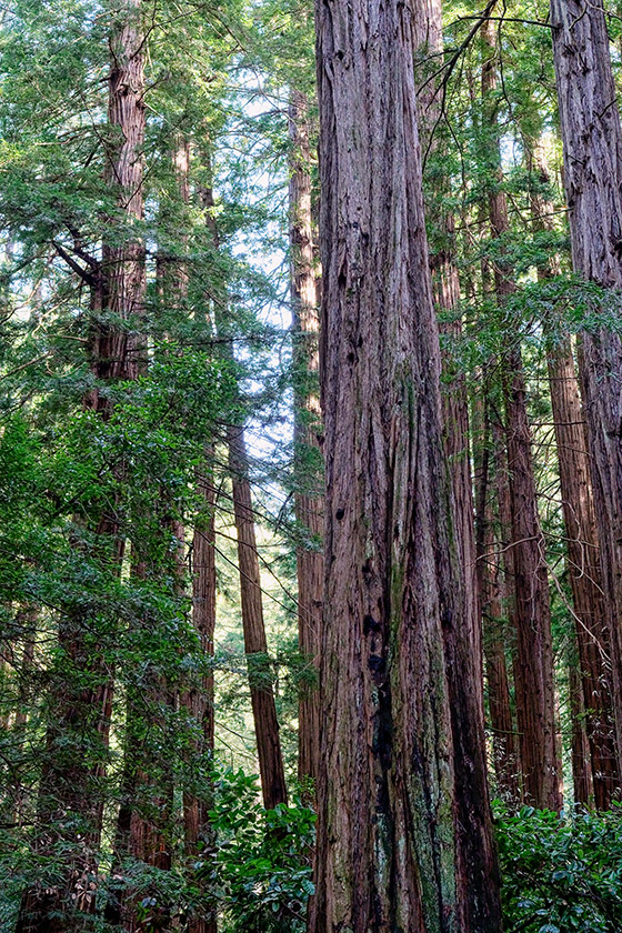 In Muir Woods