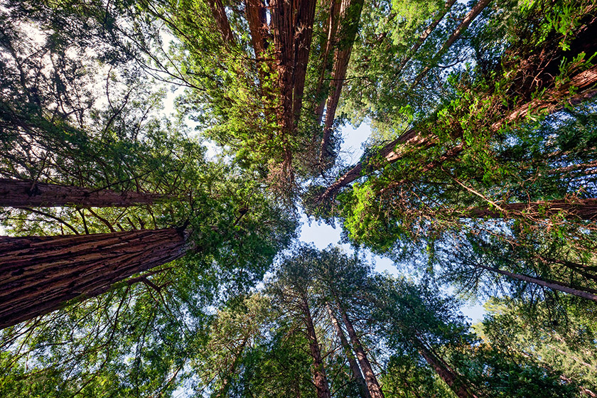Looking straight up at the canopy