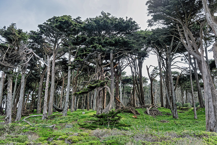 In Lands End Park