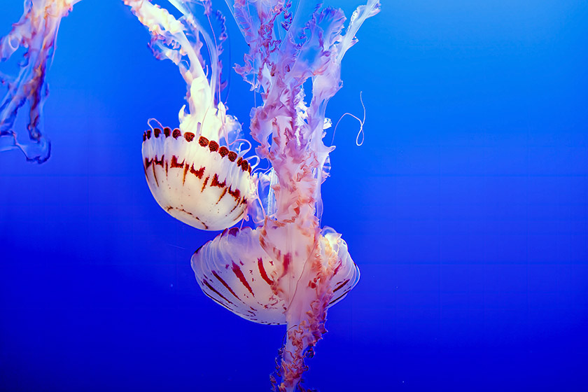 Purple-striped jellyfish