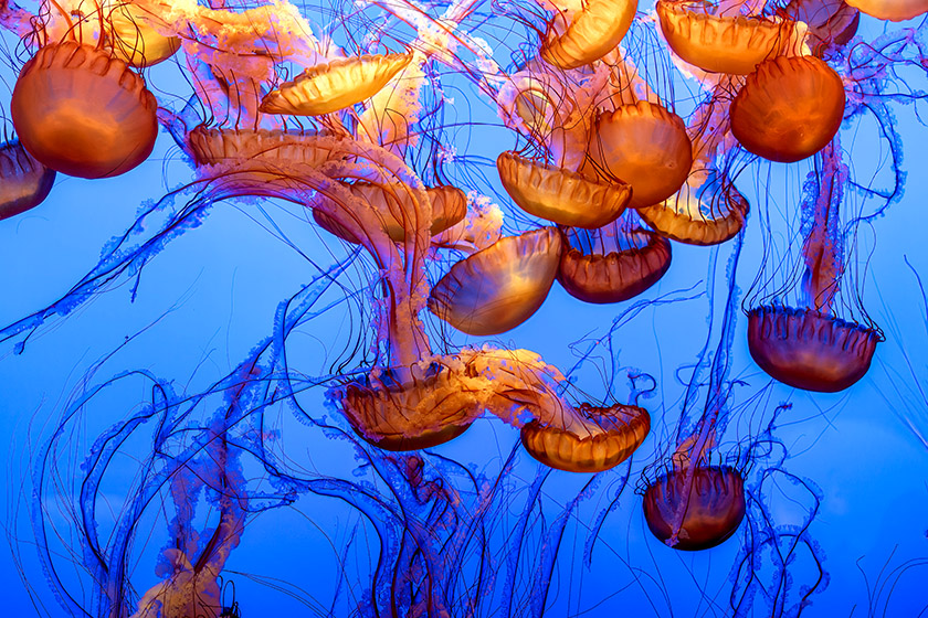 Pacific Sea Nettle