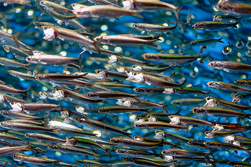 That's a lot of anchovies!