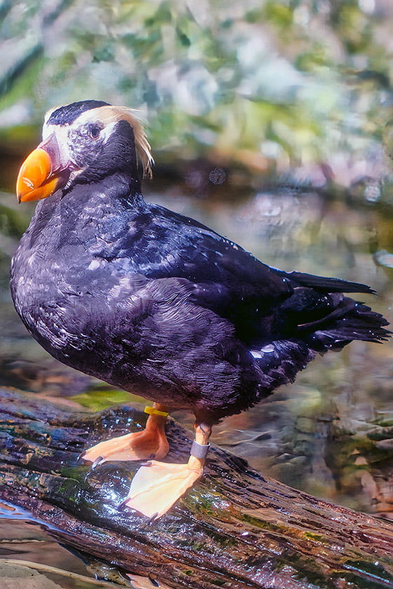 Tufted Puffin