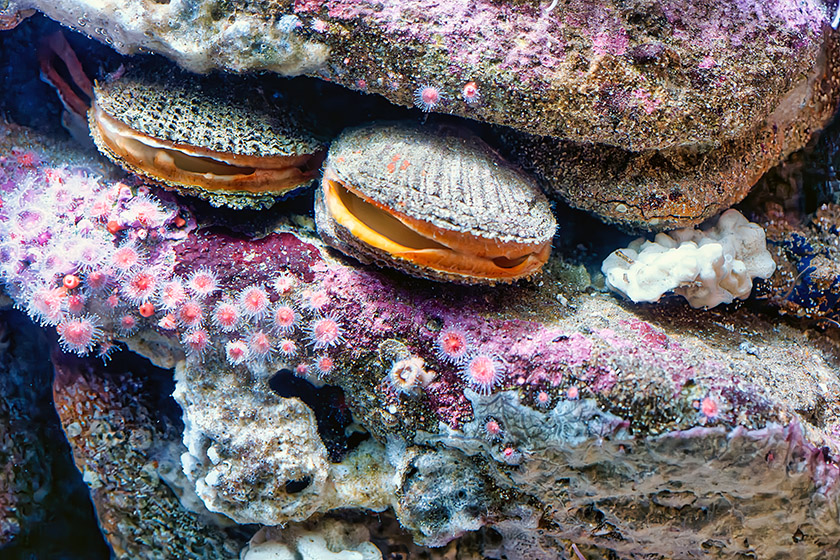 Scallops