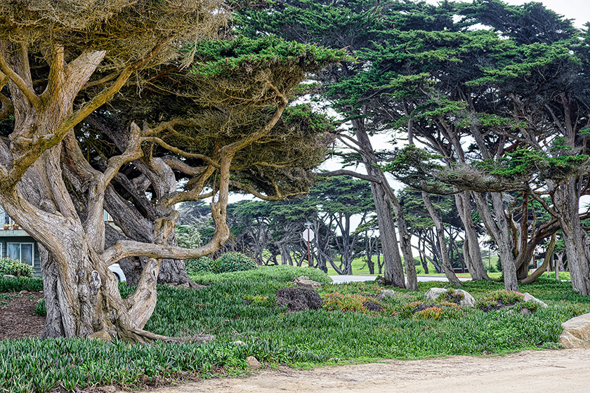 Along Oceanview Boulevard in Pacific Grove