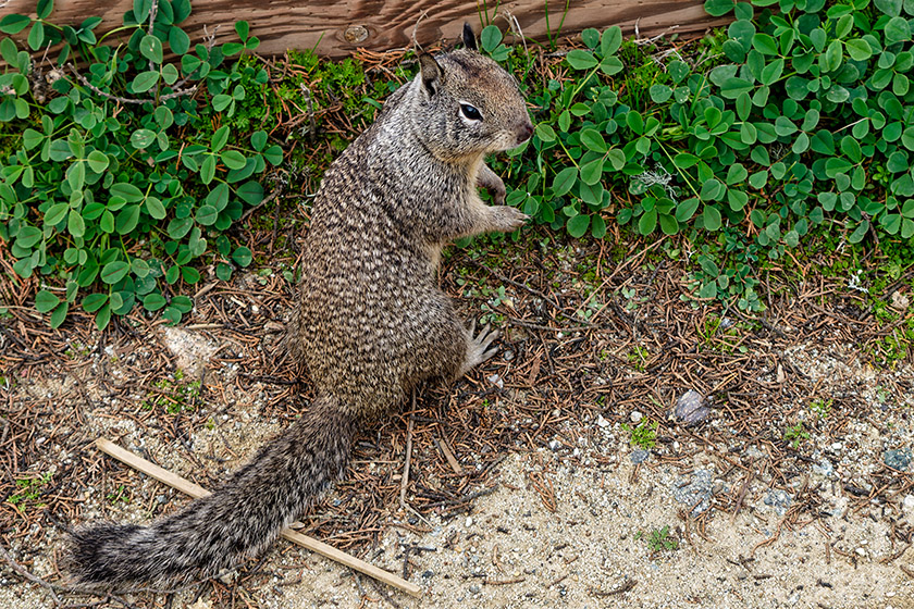 This local resident was not at all afraid of us