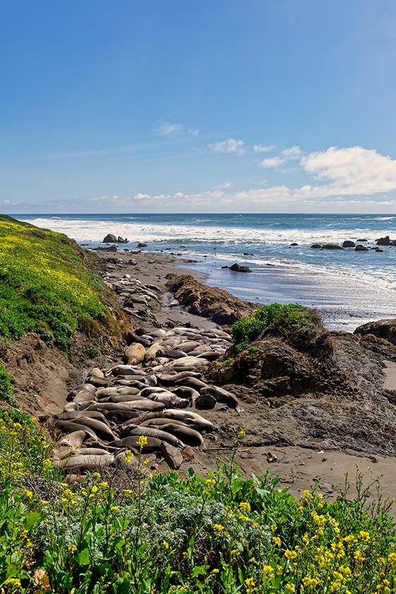 ...a few elephant seals.