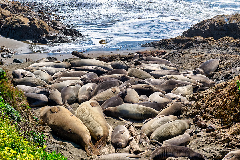 Younger animals and females tend to stay closer together