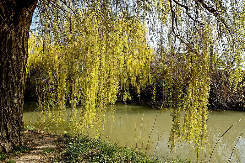 Weeping Willow