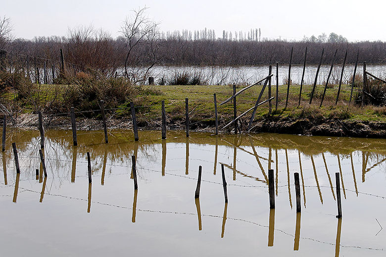 Wetlands