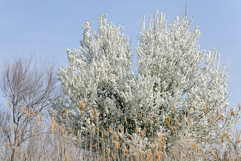 Tree in full bloom