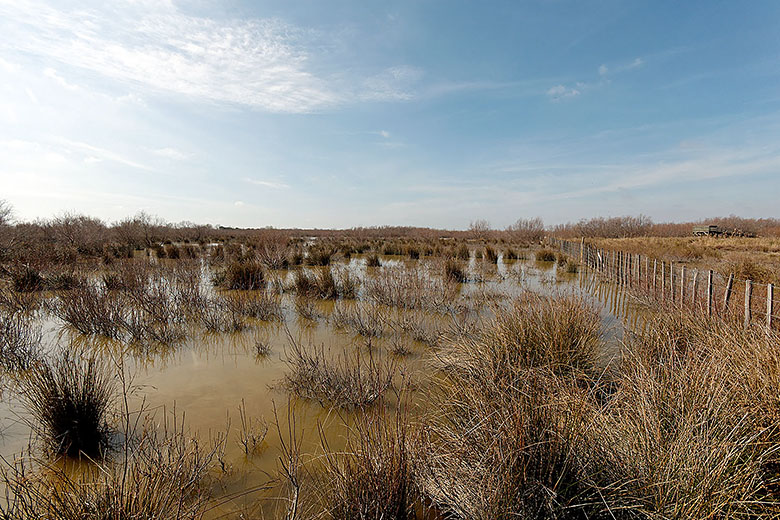 Marshland