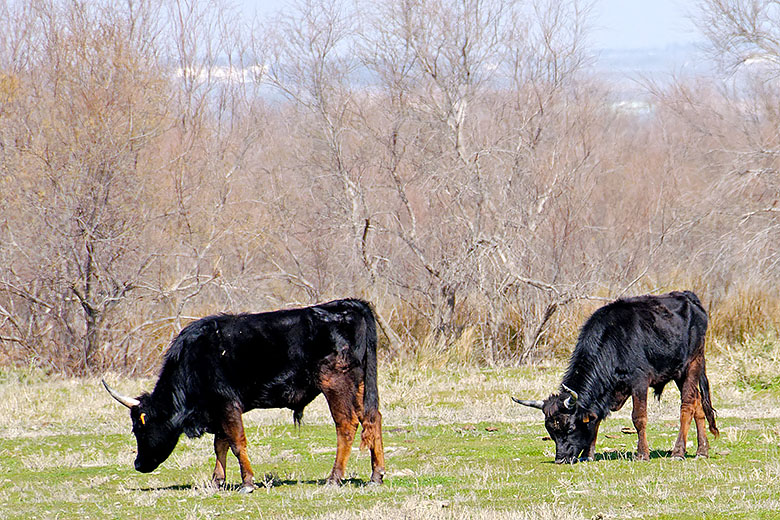 Camargue Bulls