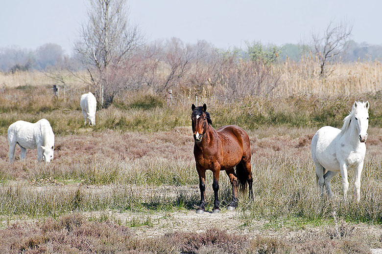 Camargue Horses