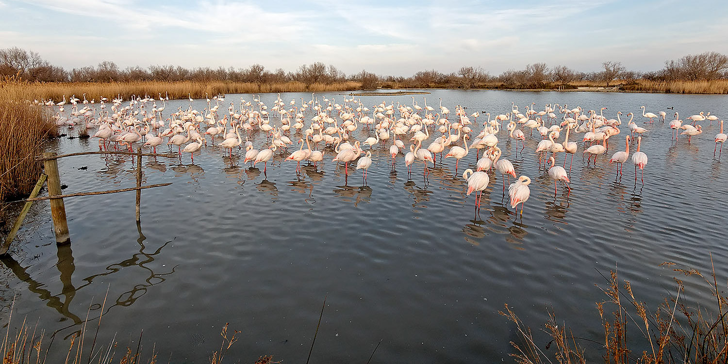 Flamingos