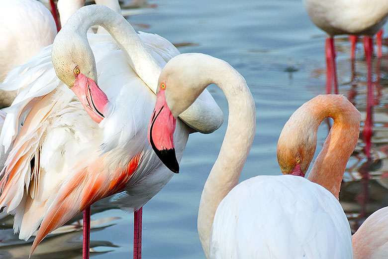 Preening