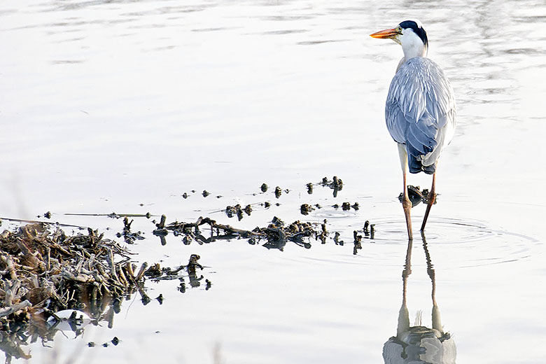 Heron (real, this time!)