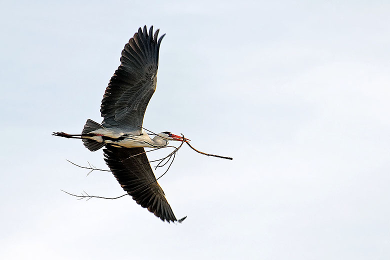 Heron with nesting material