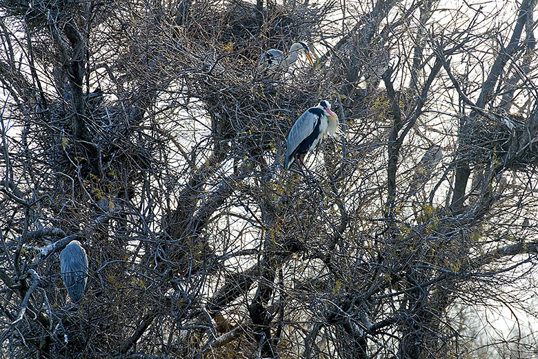 Nesting herons