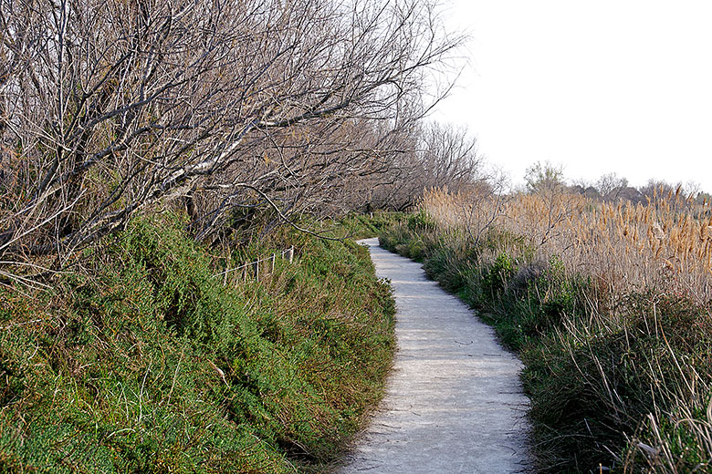 Following the path around the pond