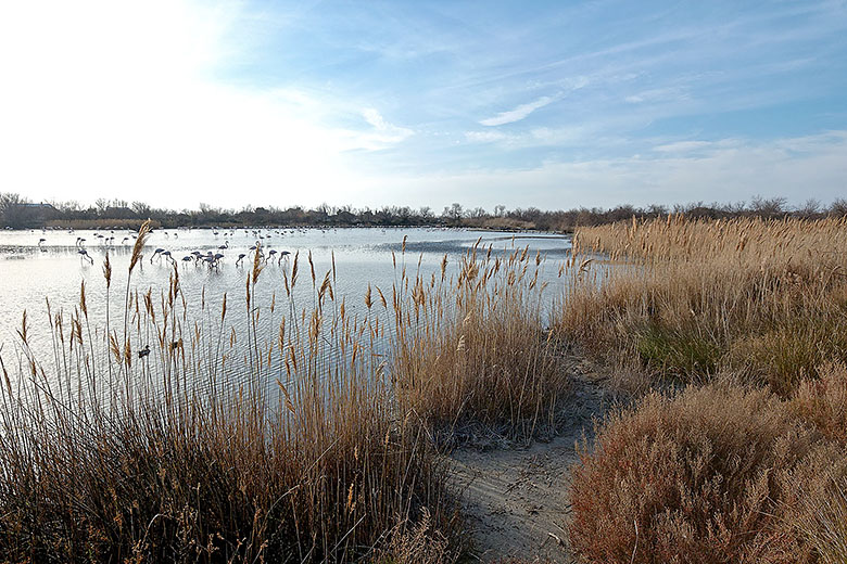 View over the main pond