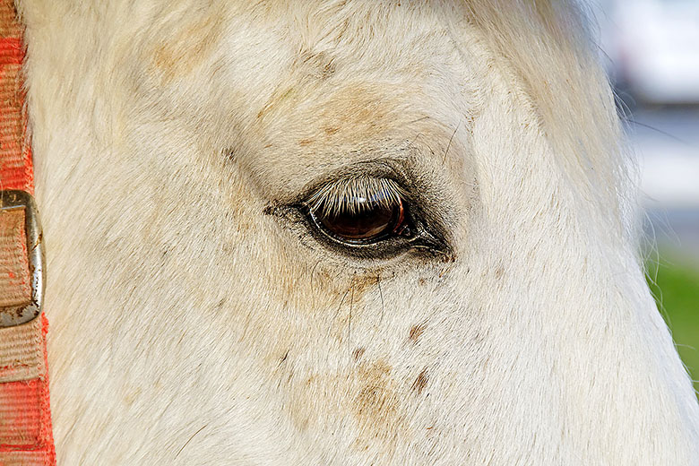 Killer eyelashes