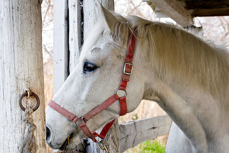 Camargue Horse