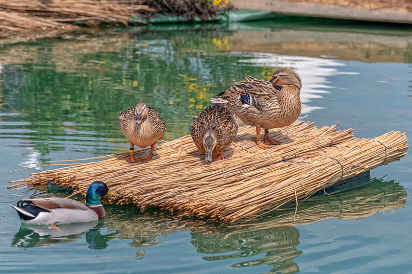 Mallards