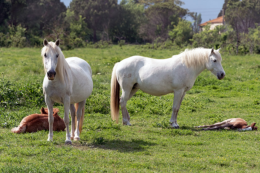 Two Camargue mares with their resting foals