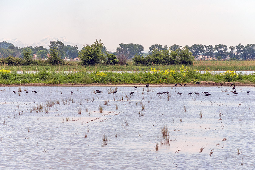 Glossy ibises in a Camargue rice paddy
