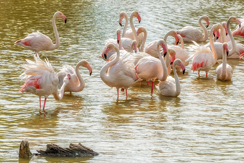 Greater flamingos