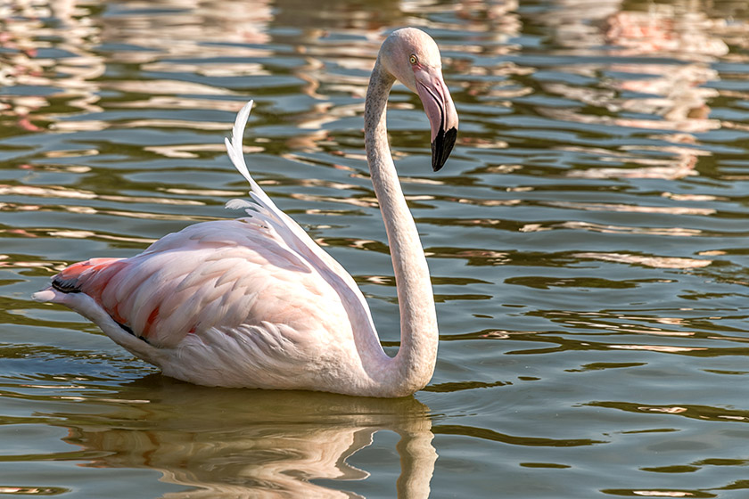 Greater flamingo