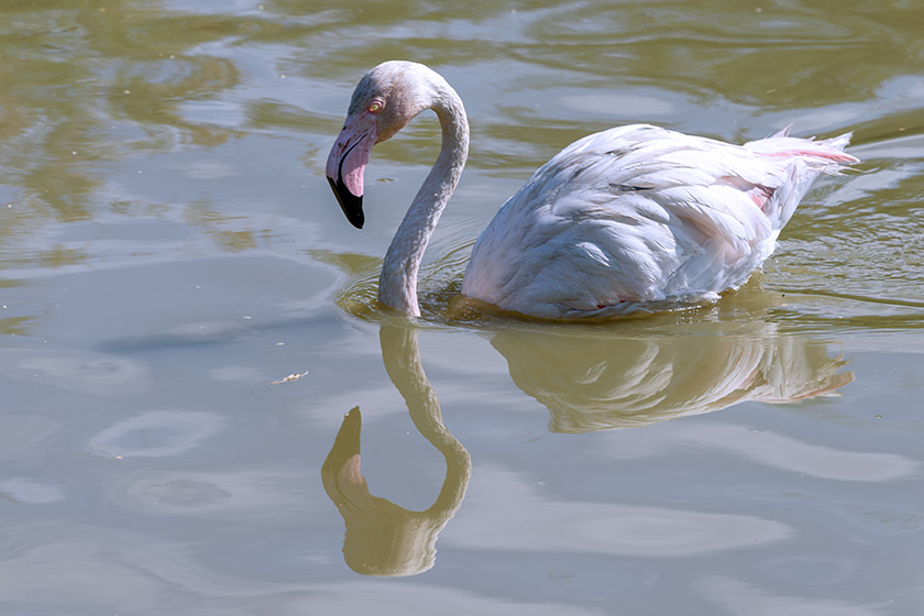 Greater flamingo