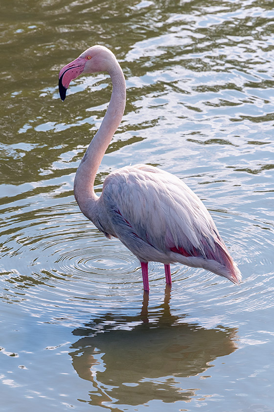 Greater flamingo