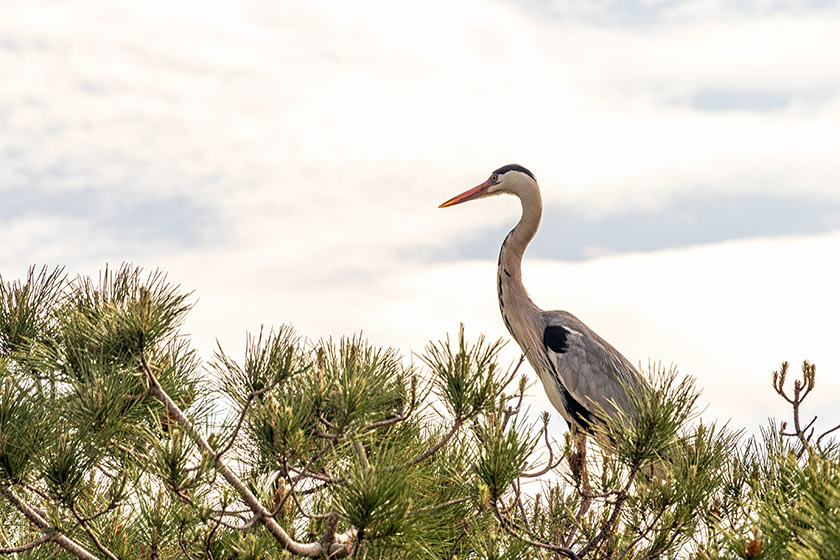 Gray heron