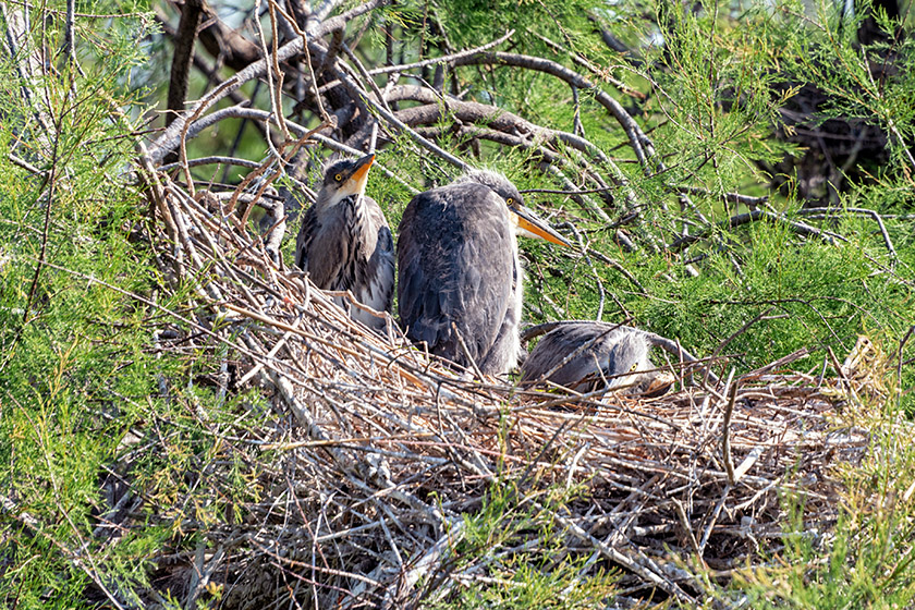 Gray heron chicks