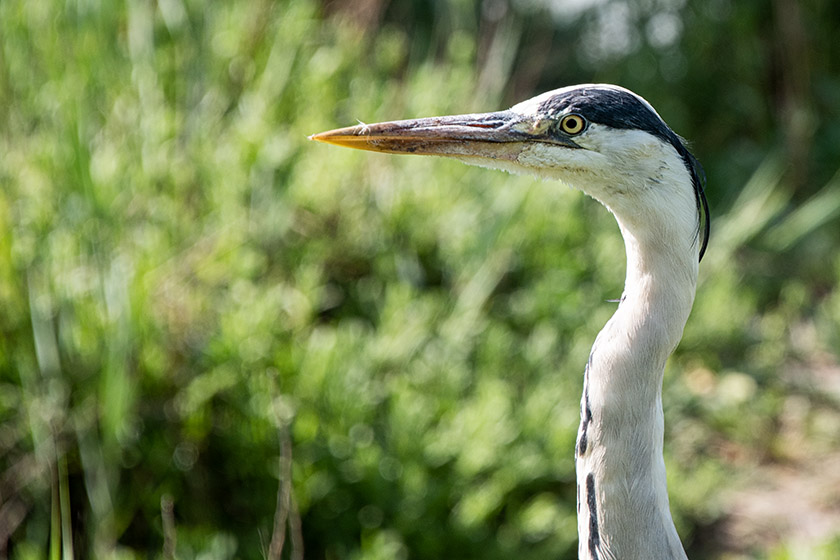 Gray heron